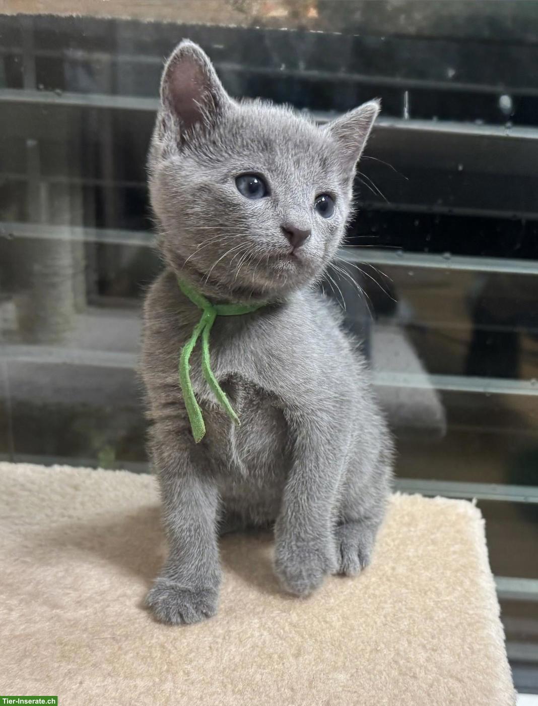 Bild 3: Reinrassige Russisch Blau Kitten