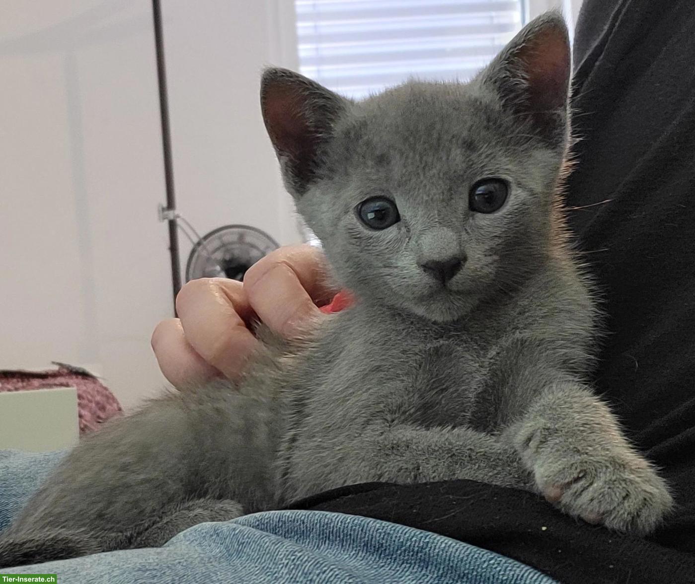 Bild 4: Reinrassige Russisch Blau Kitten