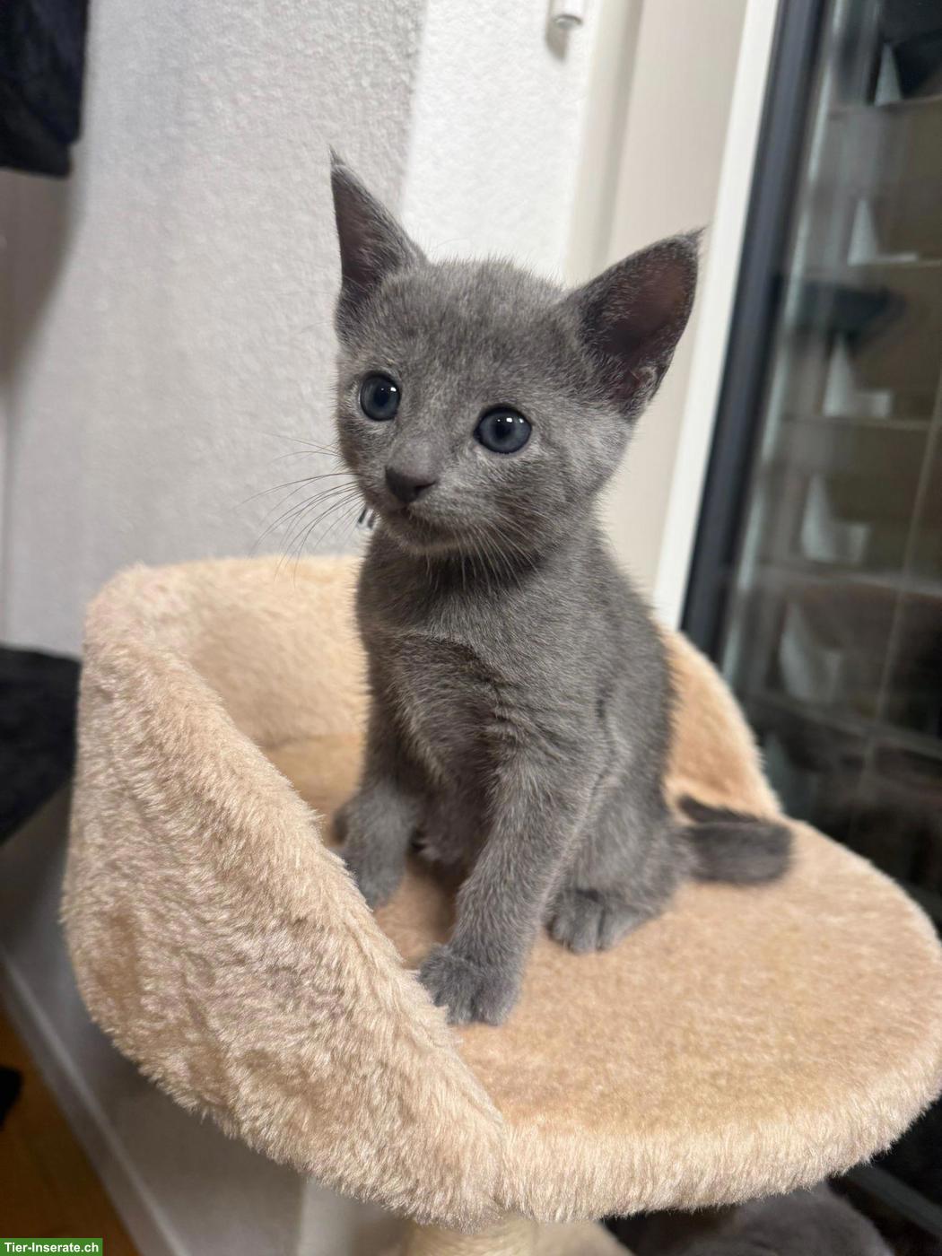 Bild 5: Reinrassige Russisch Blau Kitten