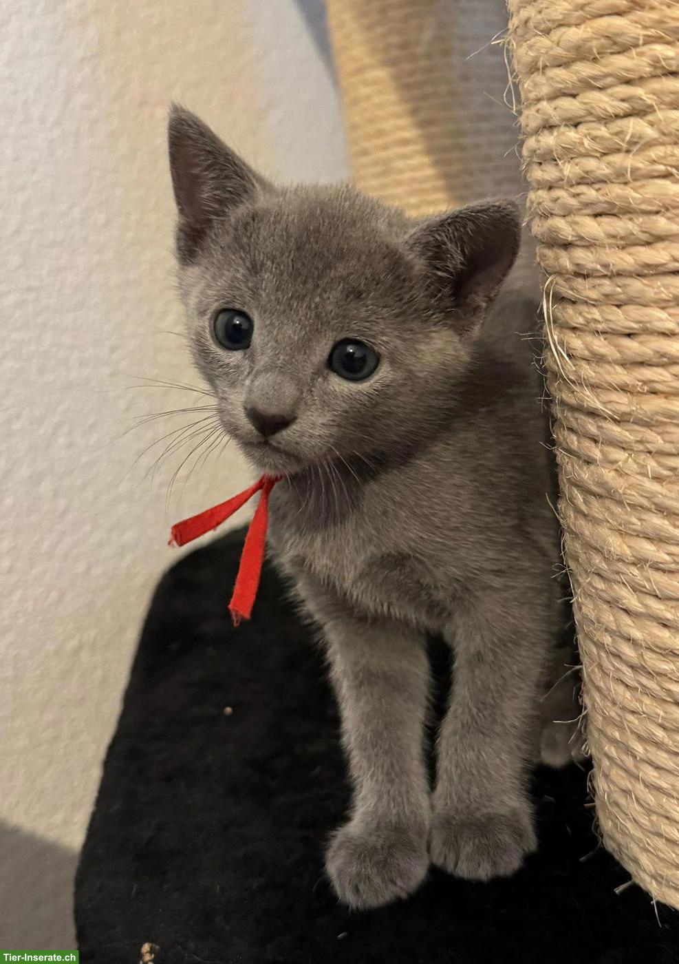 Bild 6: Reinrassige Russisch Blau Kitten