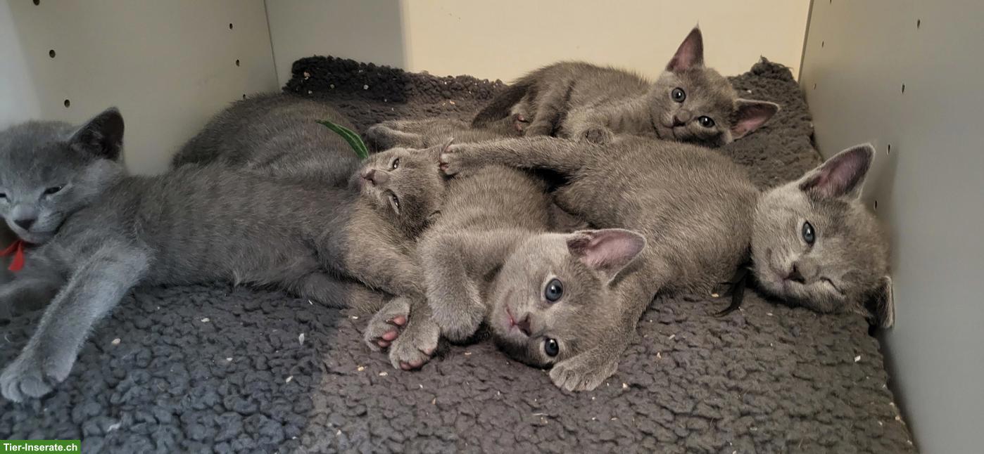 Bild 7: Reinrassige Russisch Blau Kitten