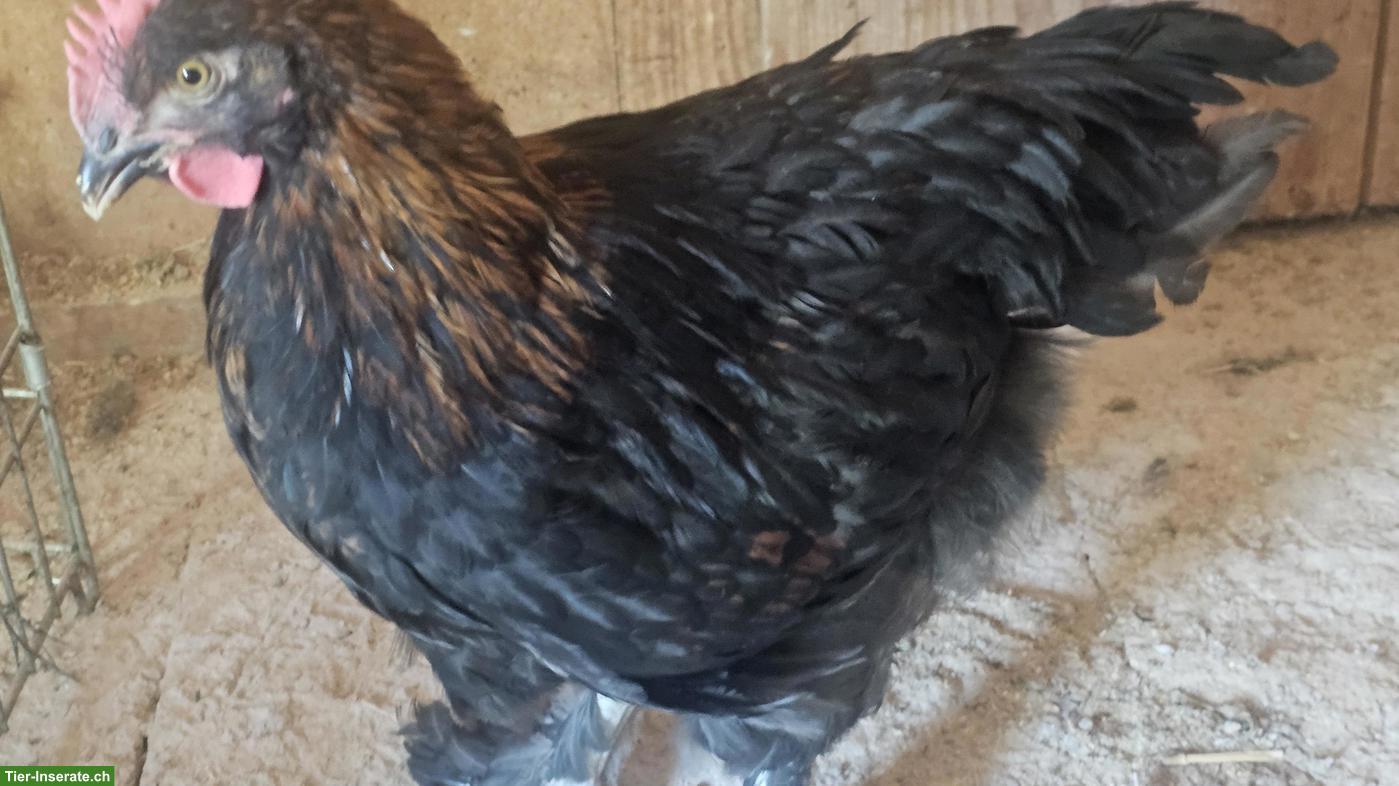 3 Junghähne Marans Kupferhals