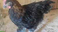 3 Junghähne Marans Kupferhals