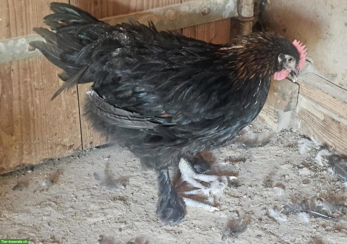 Bild 2: 3 Junghähne Marans Kupferhals