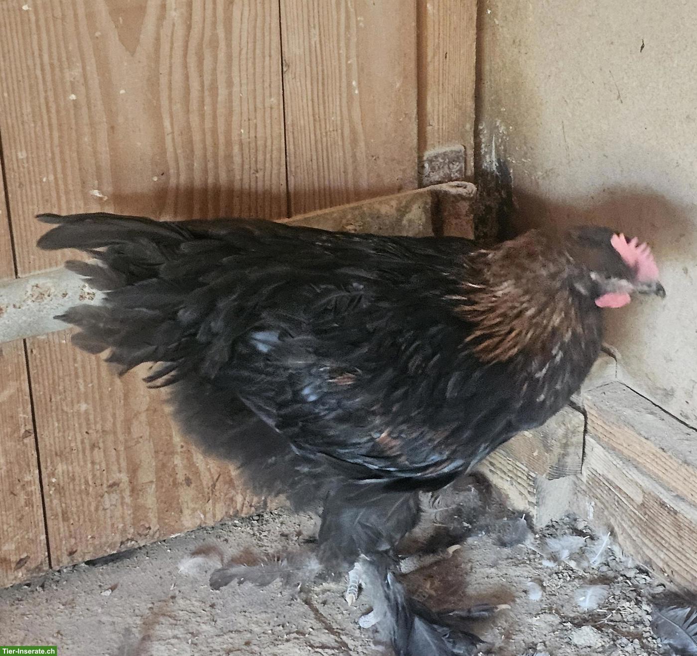 Bild 3: 3 Junghähne Marans Kupferhals