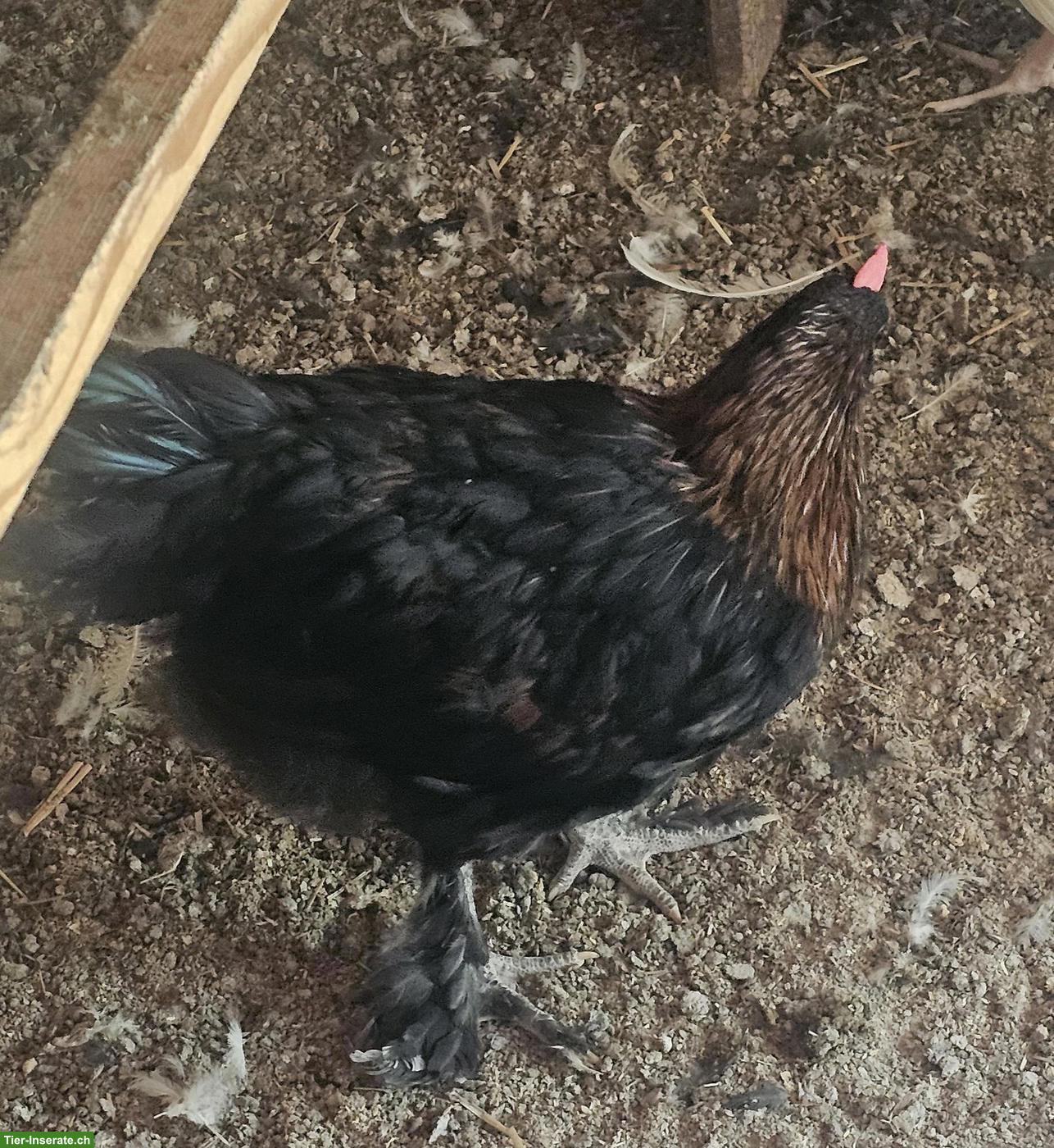 Bild 4: 3 Junghähne Marans Kupferhals