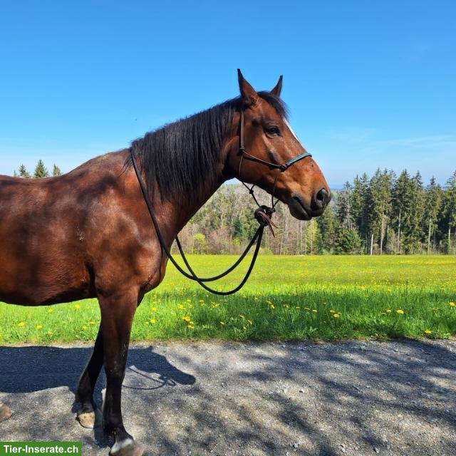 Reitbeteiligung gesucht für Idefix 🐴, bei Elgg ZH