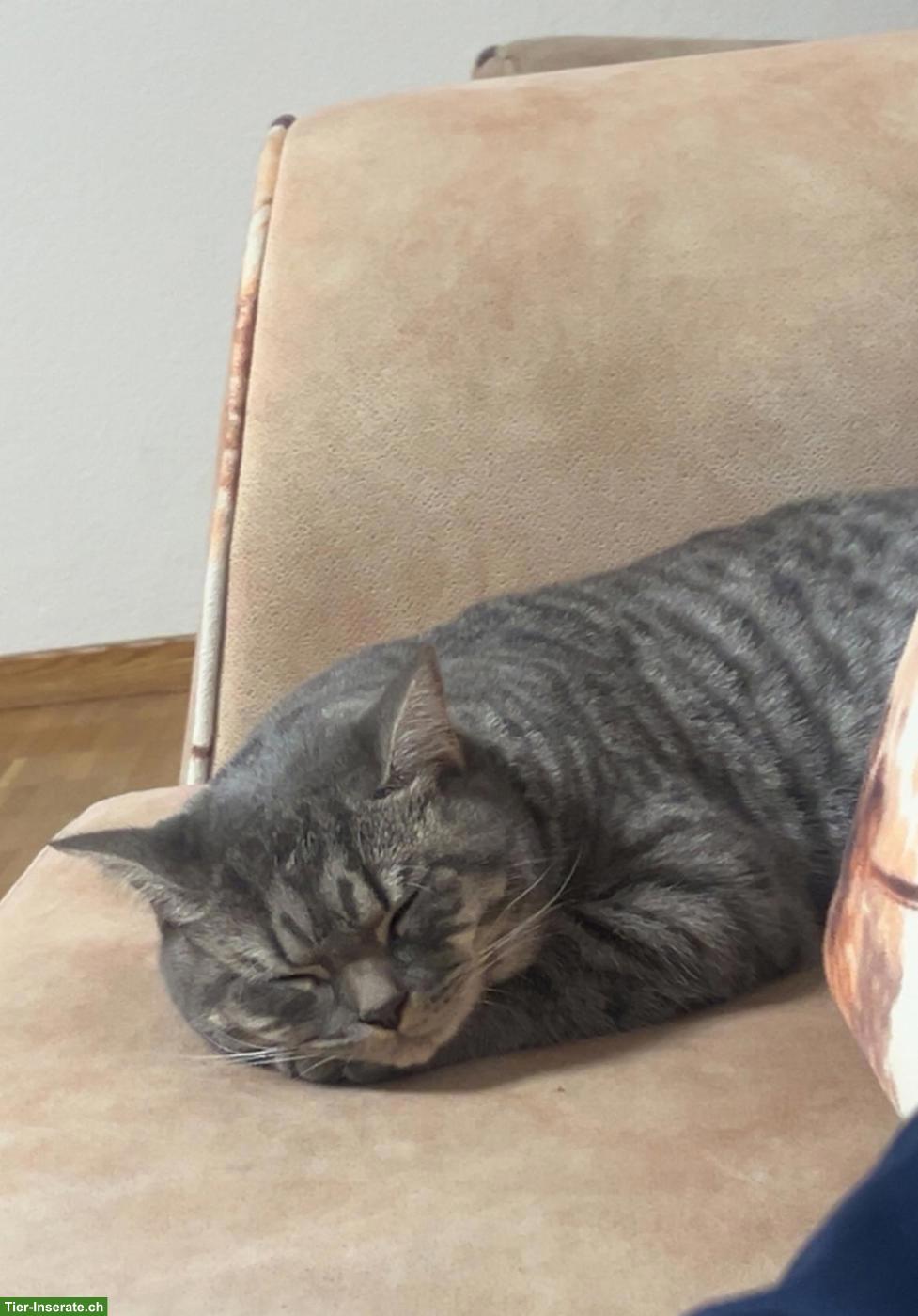 Junger Kater (1 Jahr, kastriert, geimpft) sucht liebes Zuhause