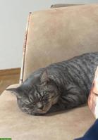 Junger Kater (1 Jahr, kastriert, geimpft) sucht liebes Zuhause