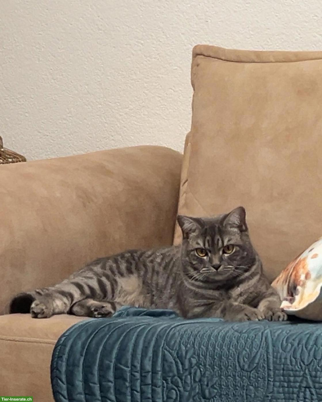 Bild 2: Junger Kater (1 Jahr, kastriert, geimpft) sucht liebes Zuhause