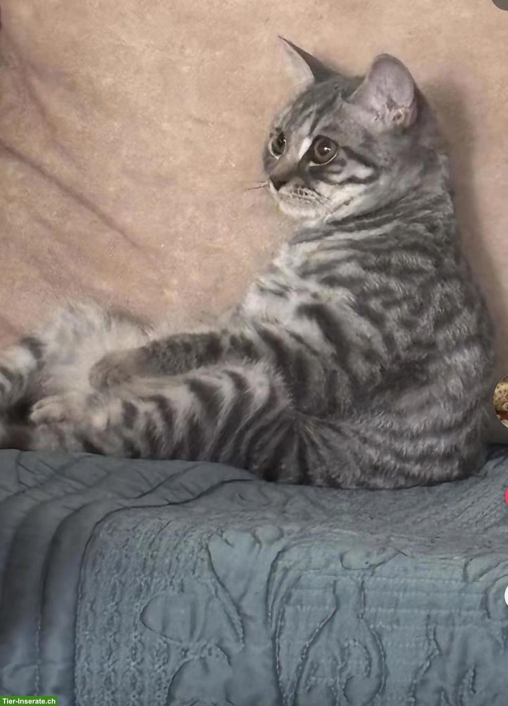 Bild 3: Junger Kater (1 Jahr, kastriert, geimpft) sucht liebes Zuhause