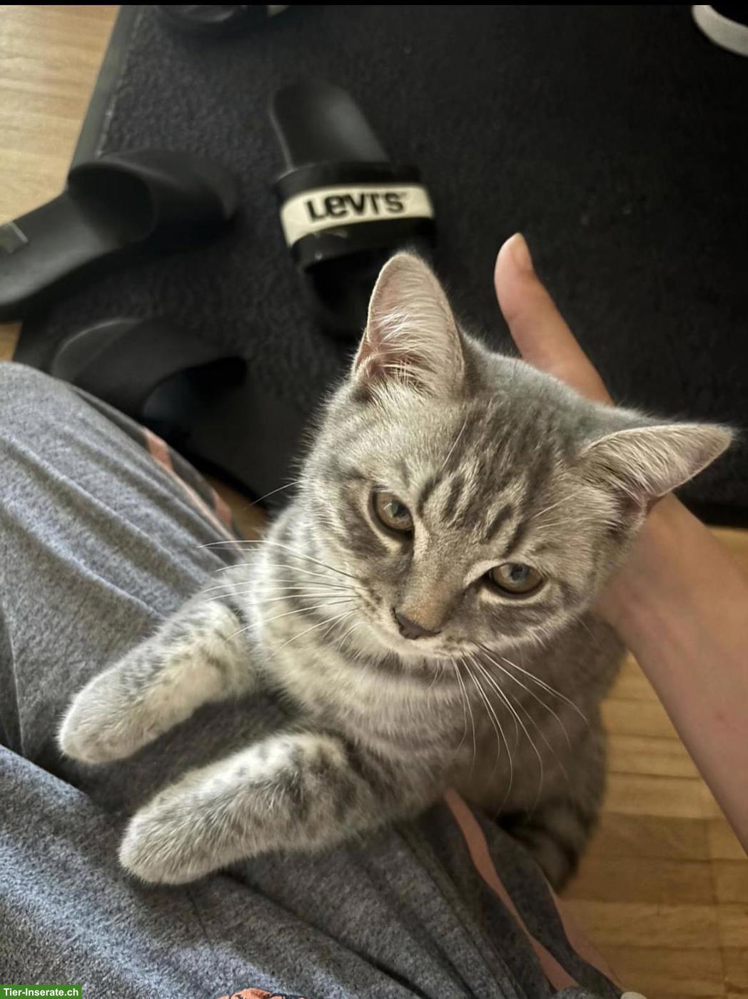 Bild 4: Junger Kater (1 Jahr, kastriert, geimpft) sucht liebes Zuhause