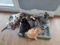 Junge Katzenbabys, Kitten, Büsis, männlich & weiblich