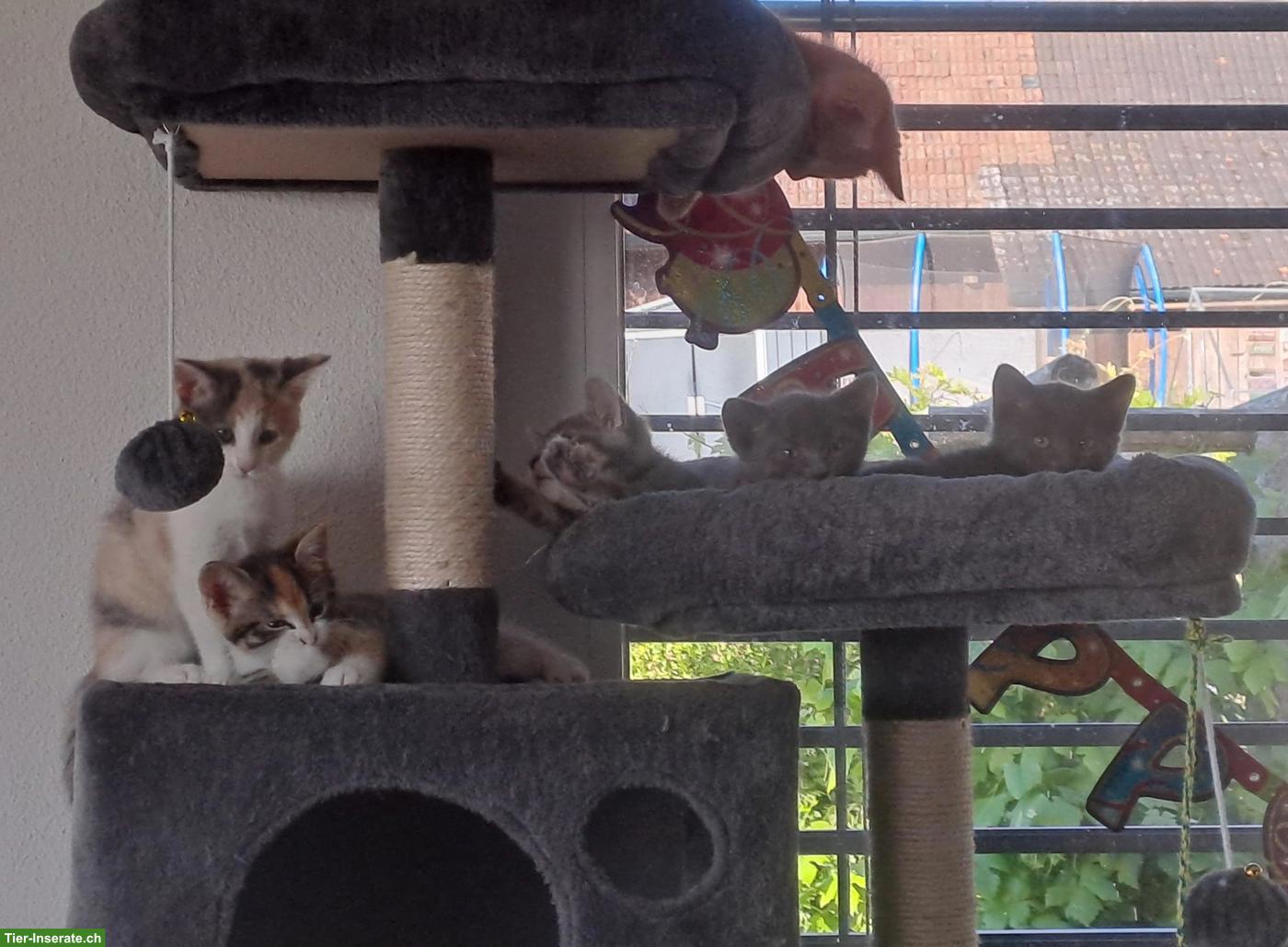 Bild 2: Junge Katzenbabys, Kitten, Büsis, männlich & weiblich