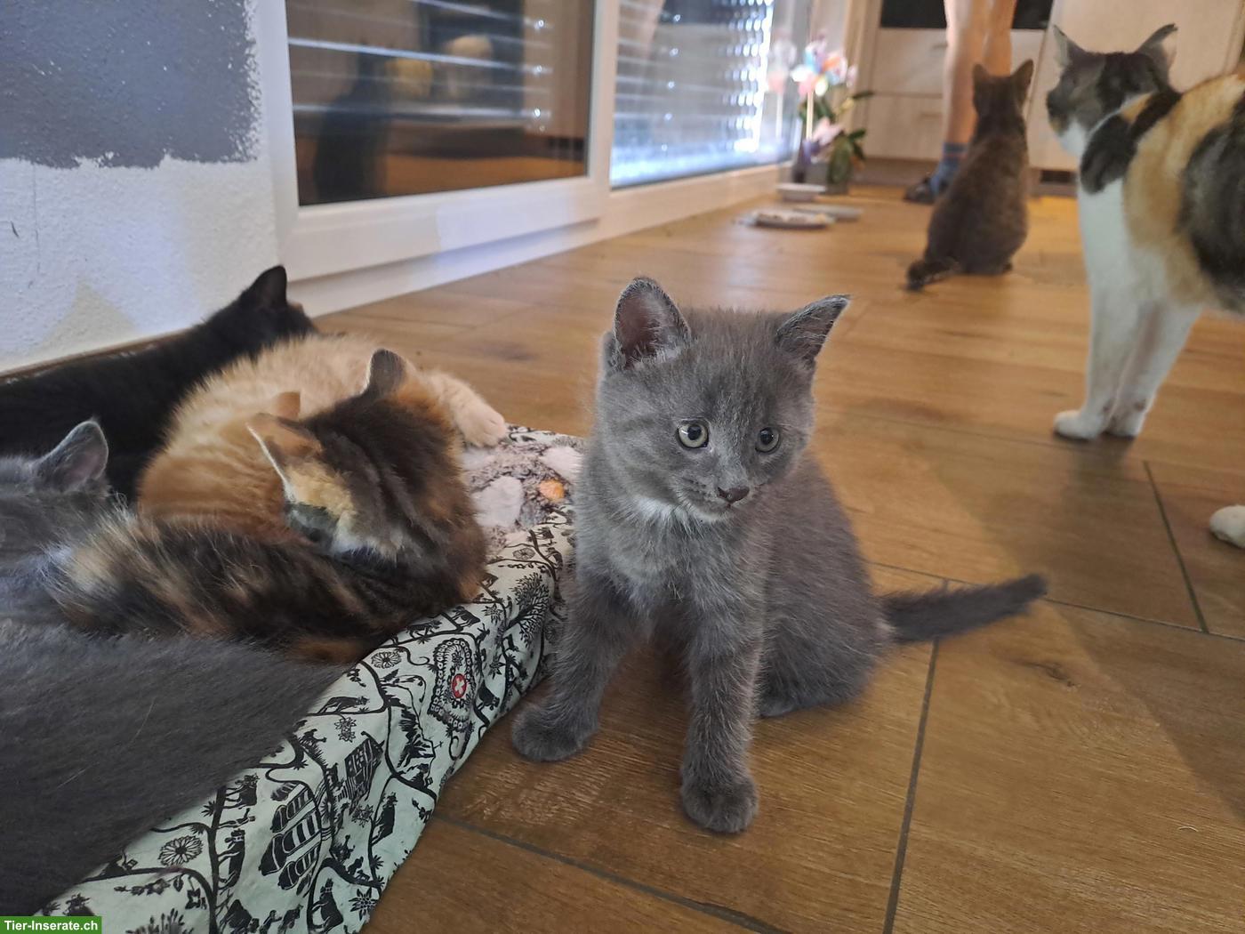 Bild 3: Junge Katzenbabys, Kitten, Büsis, männlich & weiblich