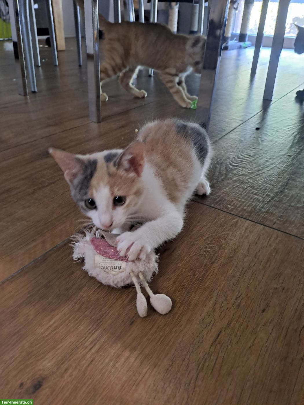 Bild 4: Junge Katzenbabys, Kitten, Büsis, männlich & weiblich