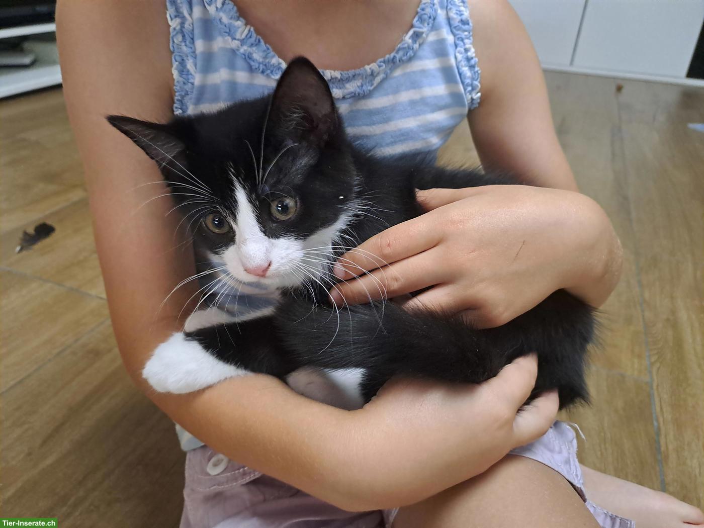Bild 6: Junge Katzenbabys, Kitten, Büsis, männlich & weiblich