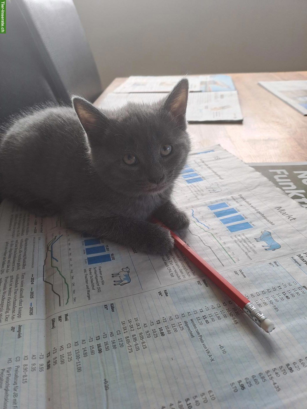 Bild 7: Junge Katzenbabys, Kitten, Büsis, männlich & weiblich