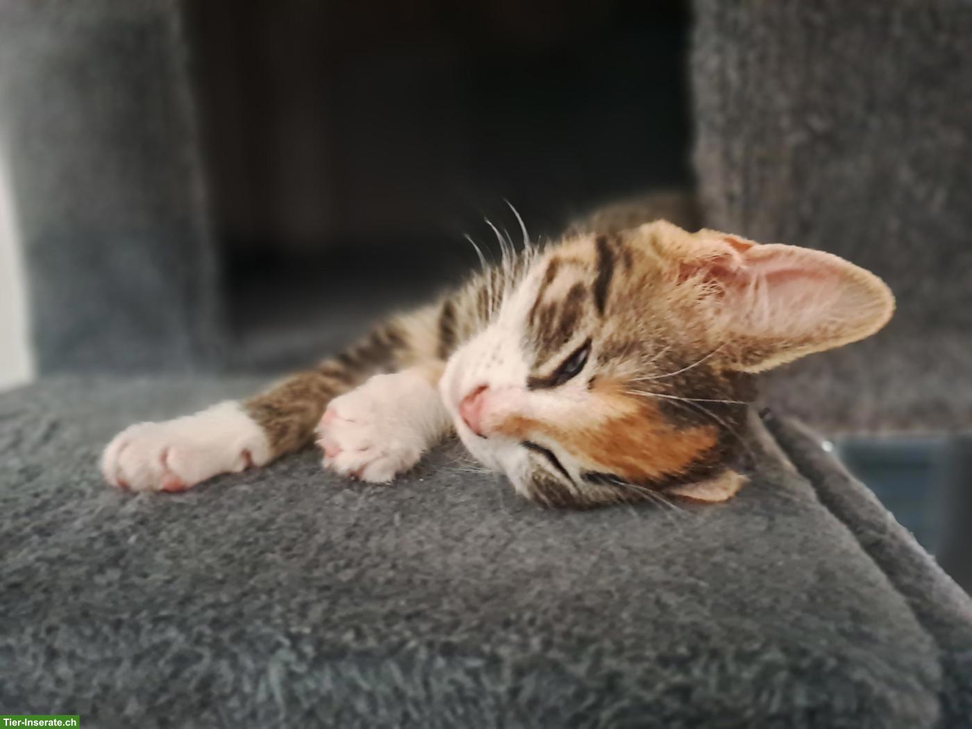 Bild 8: Junge Katzenbabys, Kitten, Büsis, männlich & weiblich