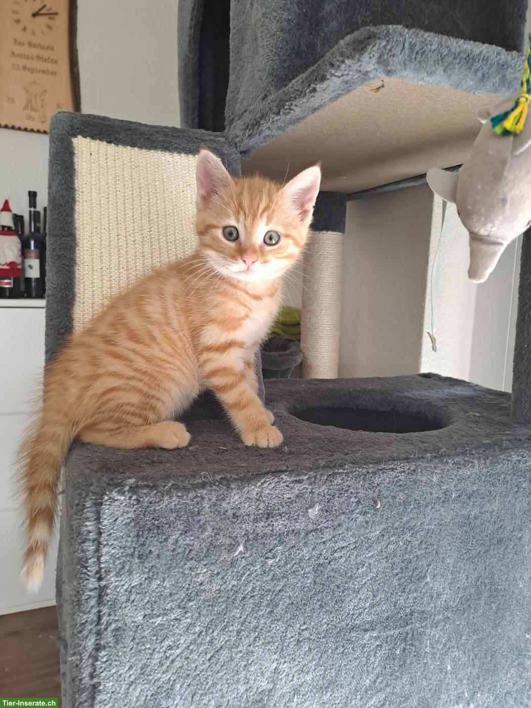 Bild 9: Junge Katzenbabys, Kitten, Büsis, männlich & weiblich