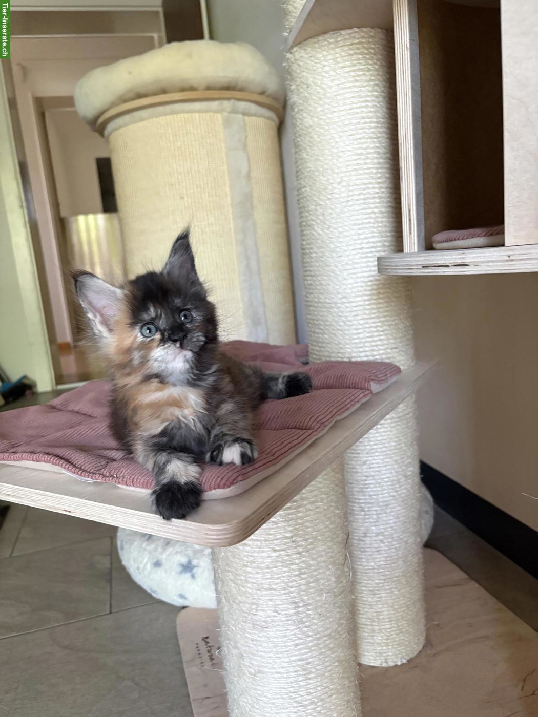 Reinrassiges Maine Coon Kitten in black tortie white