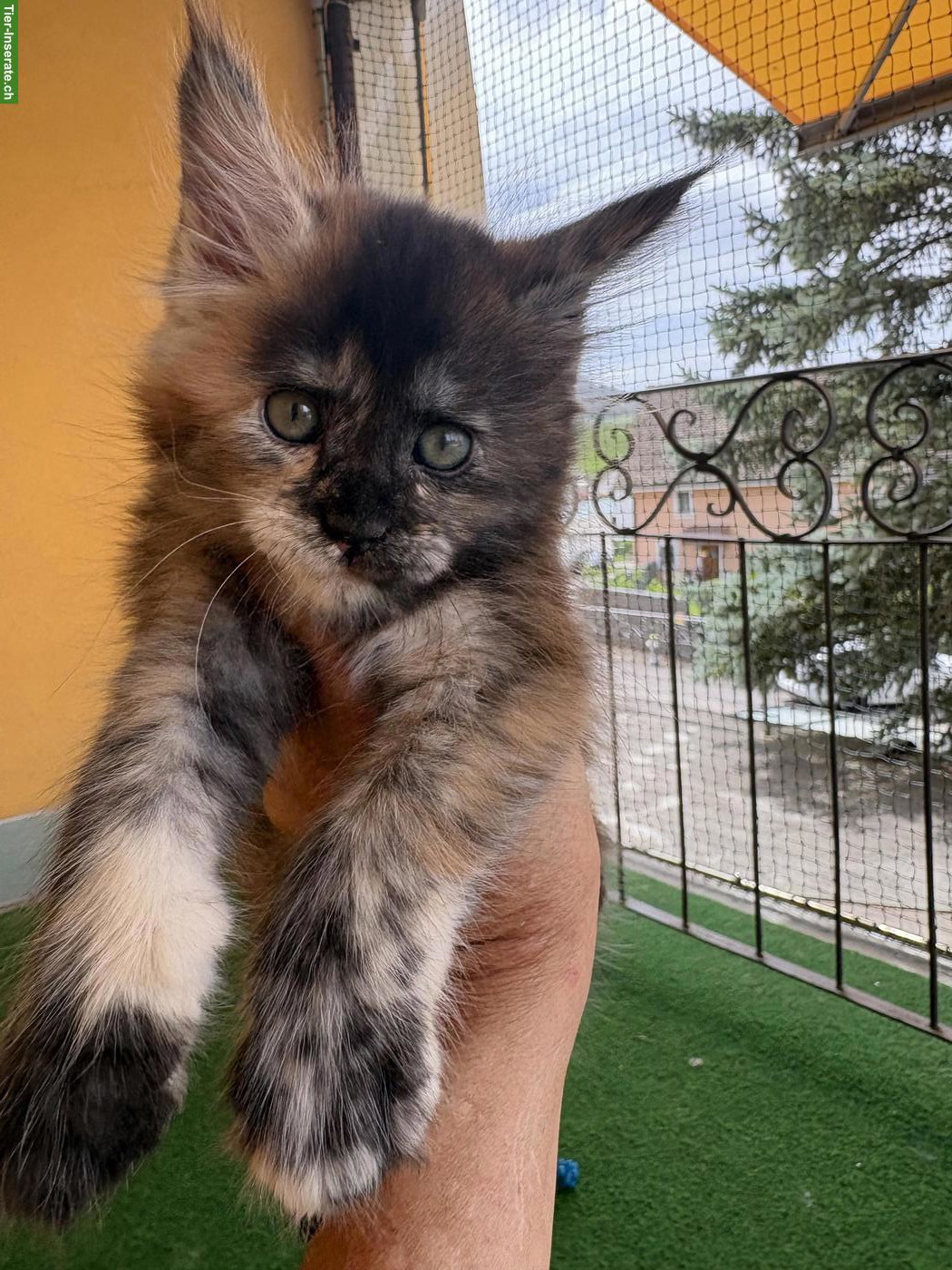 Bild 2: Reinrassiges Maine Coon Kitten in black tortie white