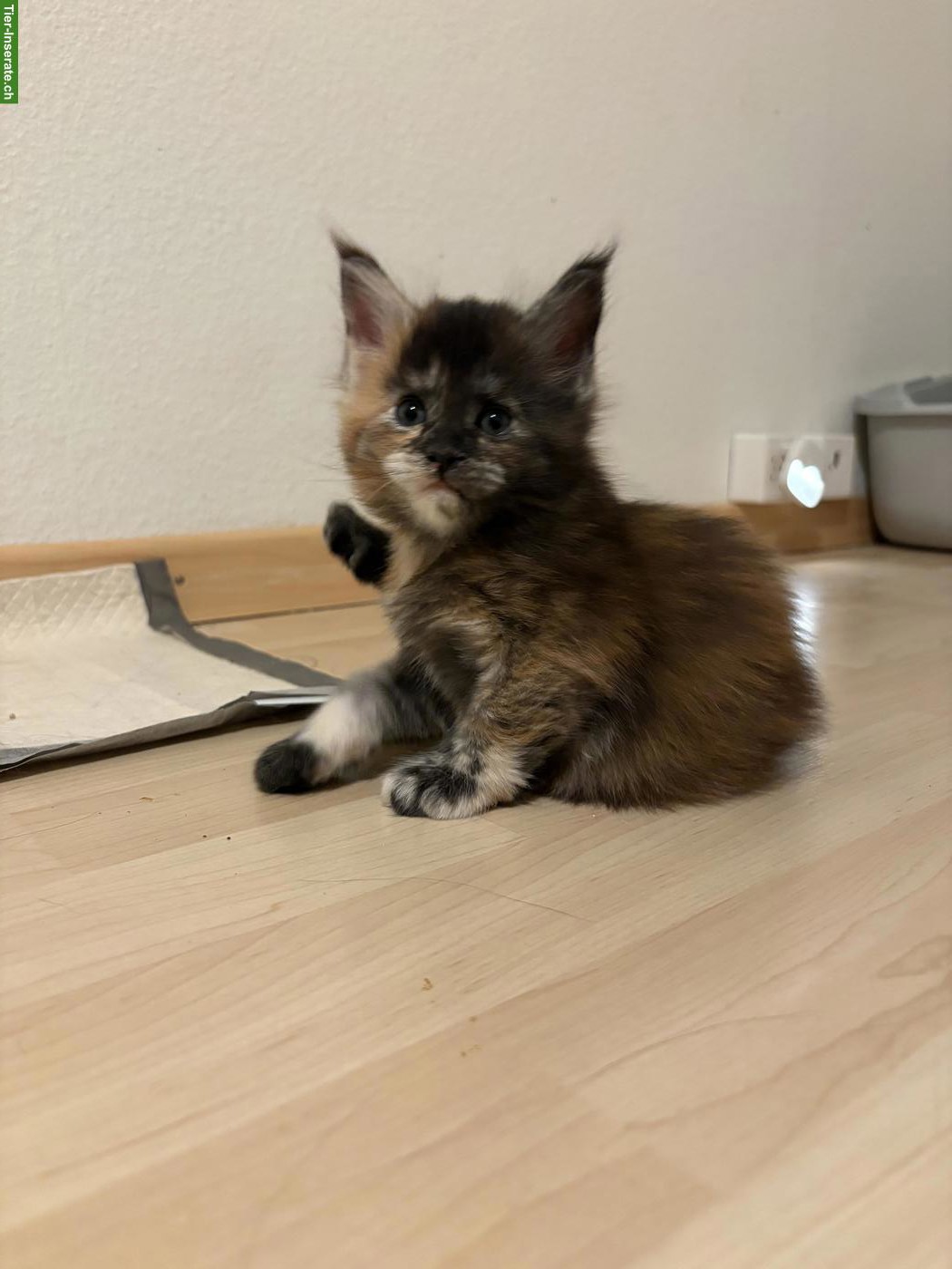 Bild 3: Reinrassiges Maine Coon Kitten in black tortie white