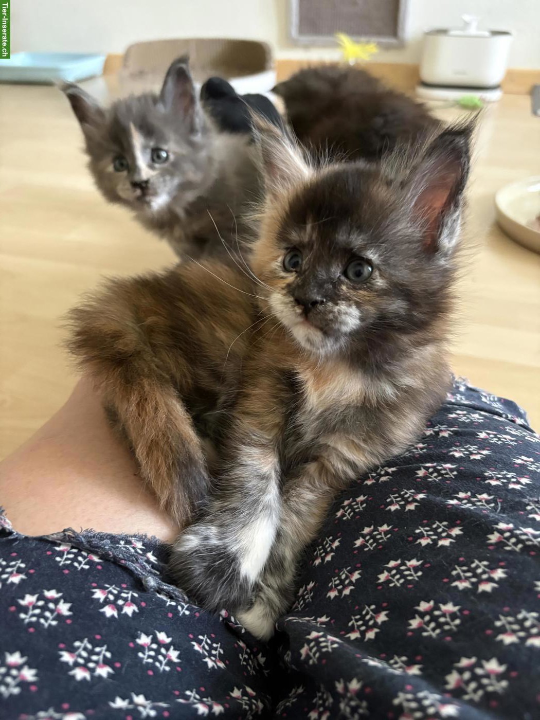 Bild 4: Reinrassiges Maine Coon Kitten in black tortie white