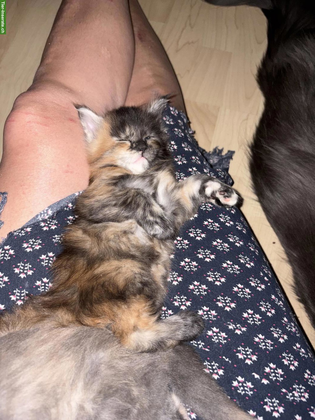 Bild 5: Reinrassiges Maine Coon Kitten in black tortie white