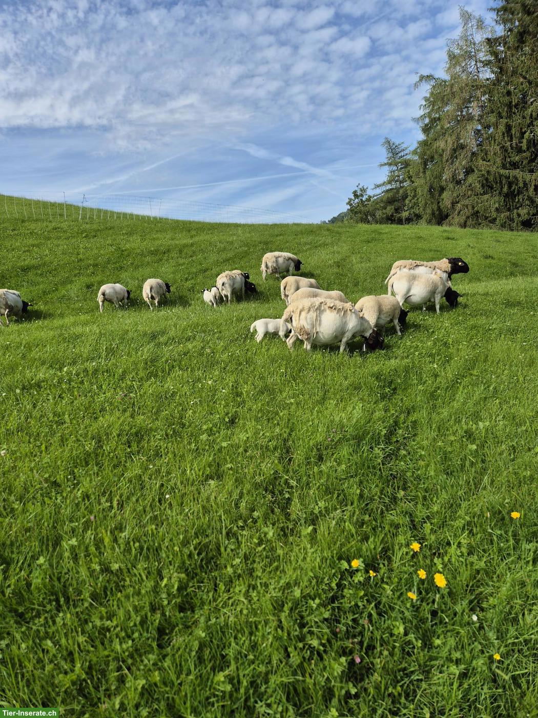 Junge Dorperschaf Auen und Schafbock zu verkaufen