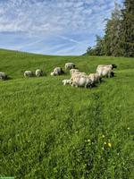 Junge Dorperschaf Auen und Schafbock zu verkaufen