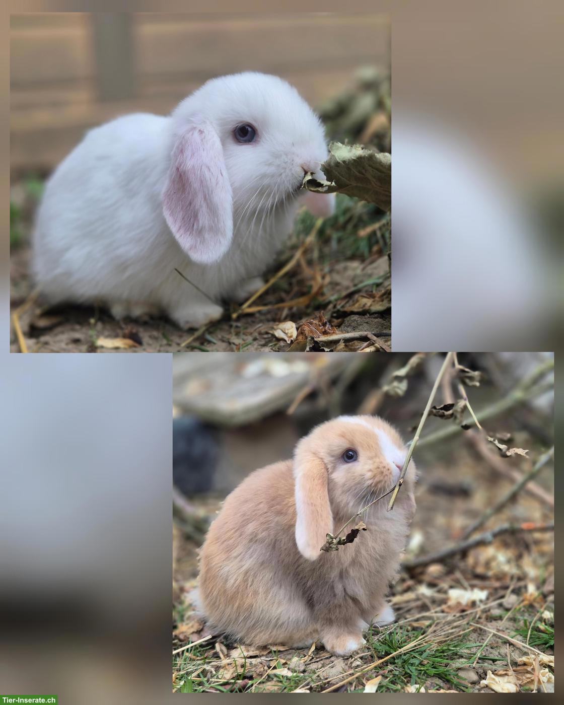 Minilop - Zwergwidder Geschwister, Weibchen & Männchen