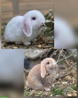 Minilop - Zwergwidder Geschwister, Weibchen & Männchen