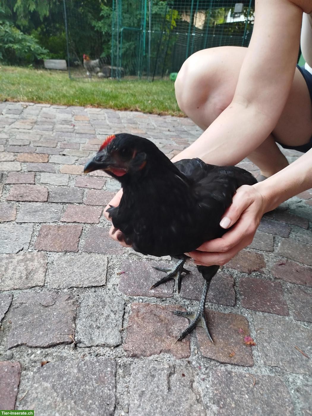 Schwarze Henne 3 Monate alt aus Naturbrut