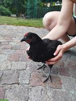 Schwarze Henne 3 Monate alt aus Naturbrut