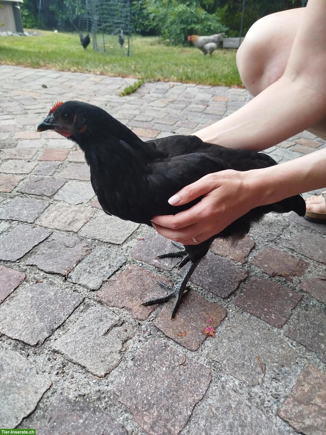 Bild 2: Schwarze Henne 3 Monate alt aus Naturbrut