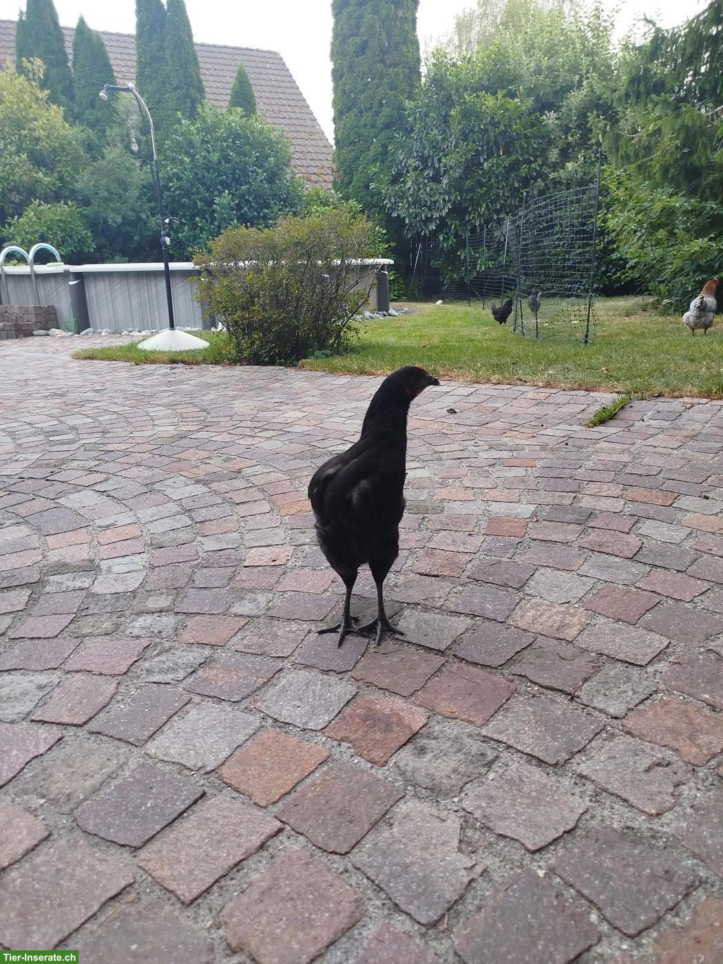 Bild 3: Schwarze Henne 3 Monate alt aus Naturbrut