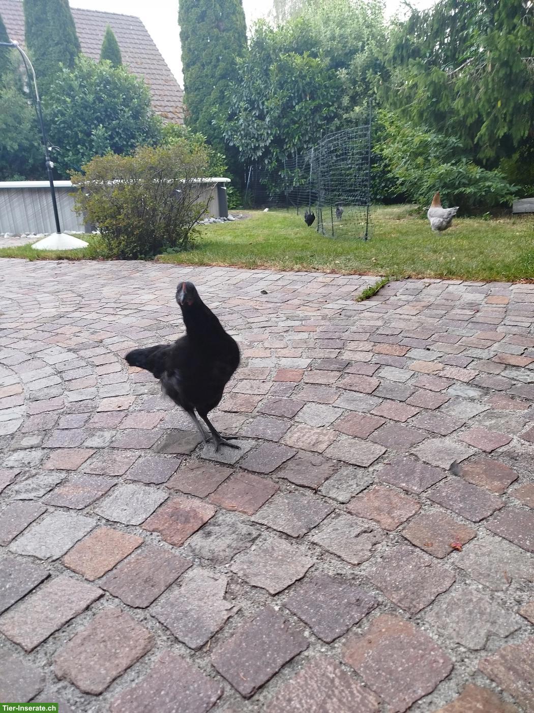 Bild 4: Schwarze Henne 3 Monate alt aus Naturbrut
