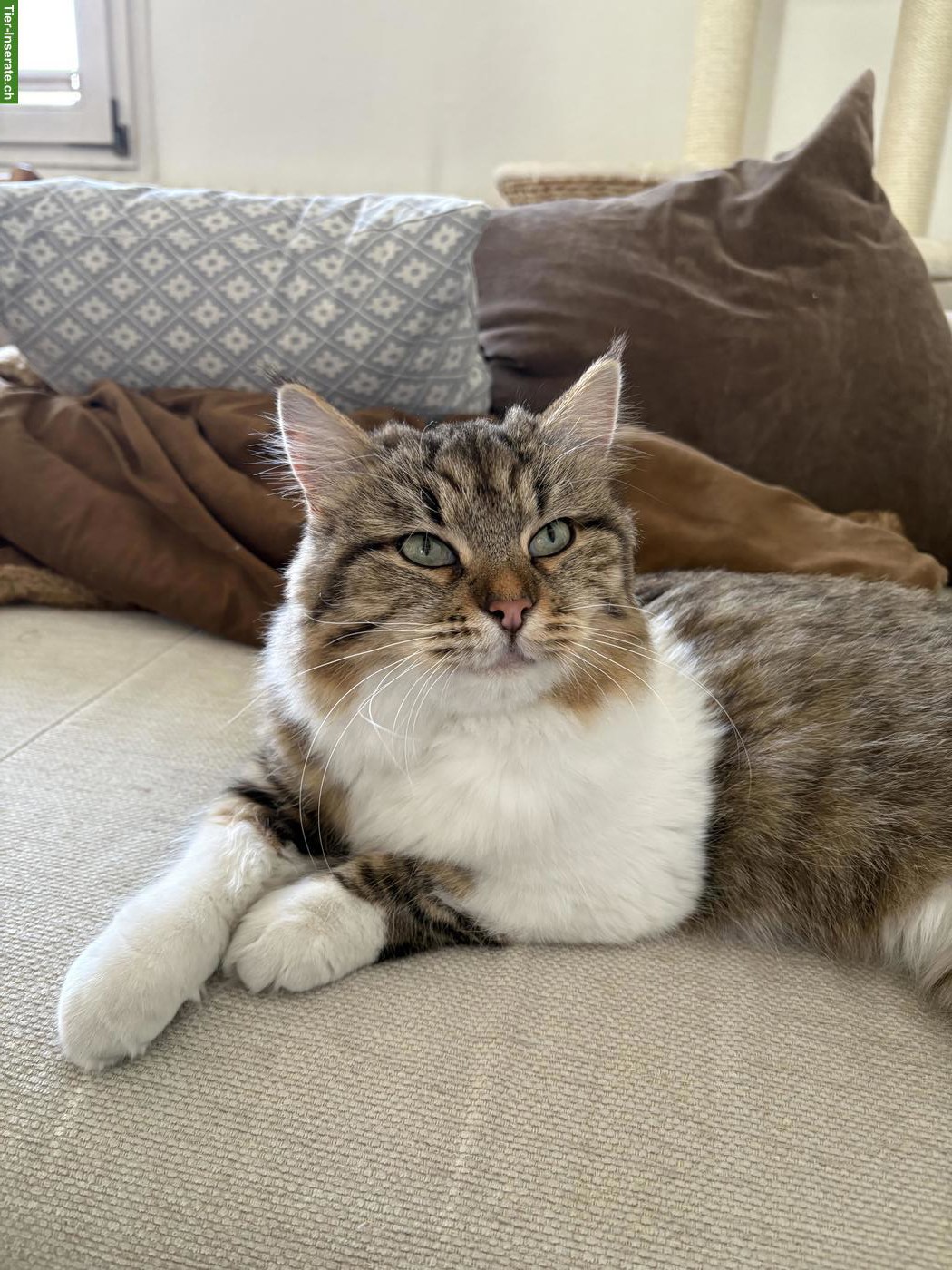 Sibirische Waldkatze, weiblich, 3 Jahre alt, kastriert