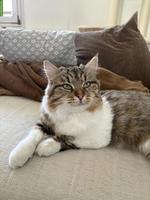 Sibirische Waldkatze, weiblich, 3 Jahre alt, kastriert