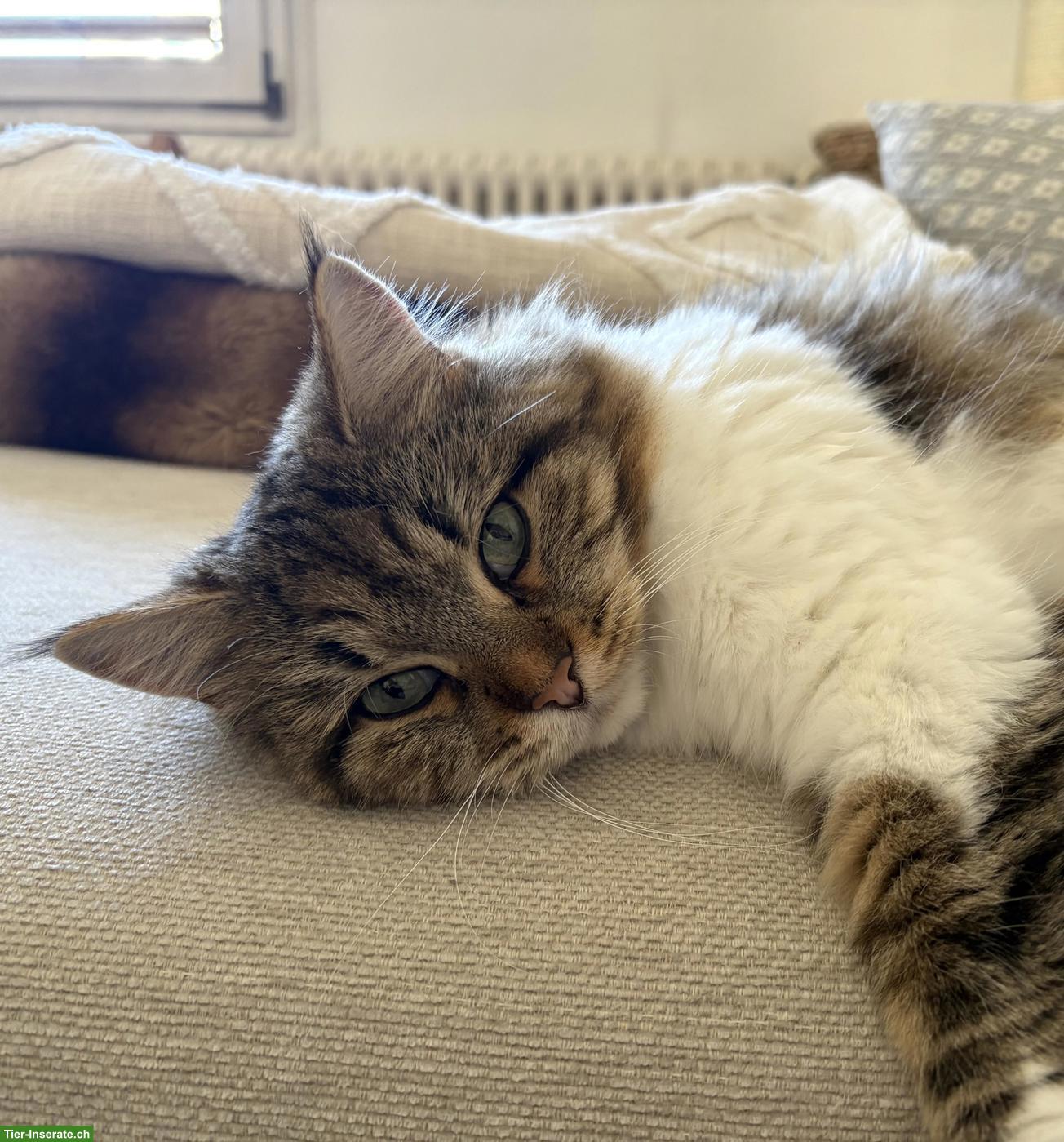 Bild 2: Sibirische Waldkatze, weiblich, 3 Jahre alt, kastriert