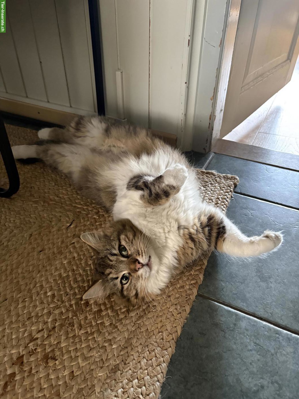 Bild 3: Sibirische Waldkatze, weiblich, 3 Jahre alt, kastriert