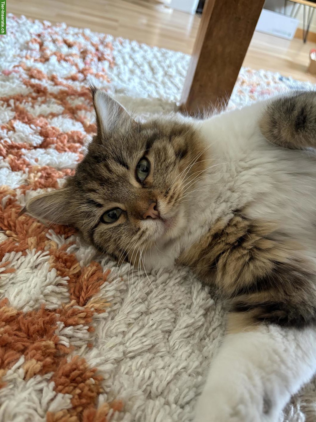 Bild 4: Sibirische Waldkatze, weiblich, 3 Jahre alt, kastriert