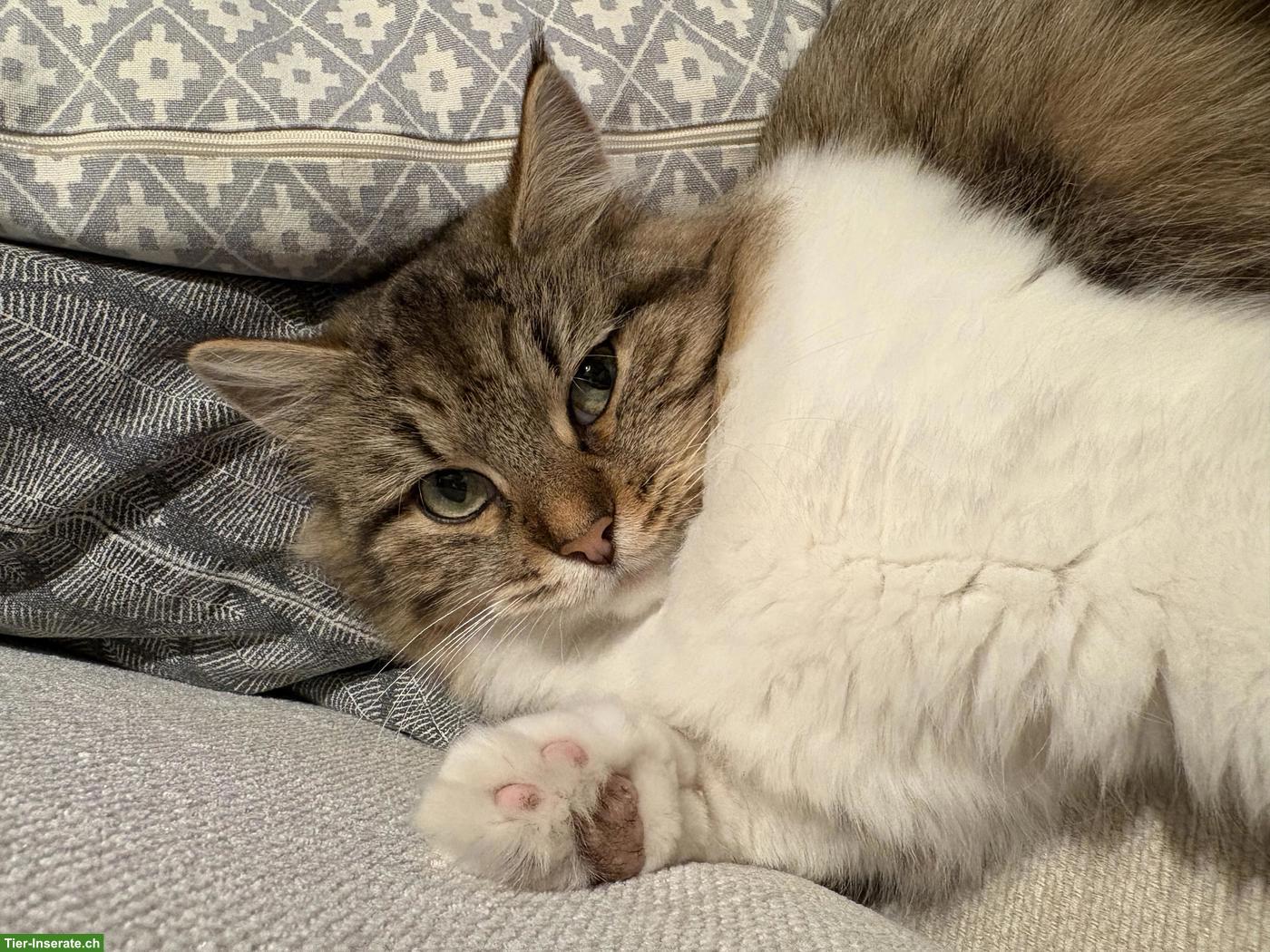 Bild 5: Sibirische Waldkatze, weiblich, 3 Jahre alt, kastriert