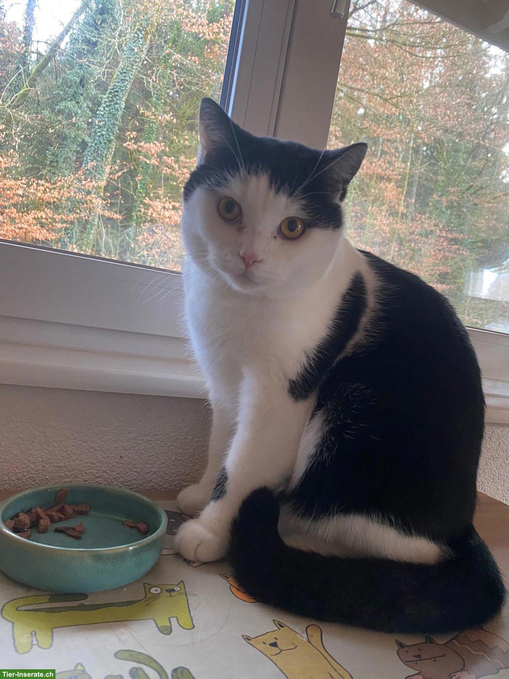 Kater Pablo, bald 2-jährig sucht ein neues Zuhause