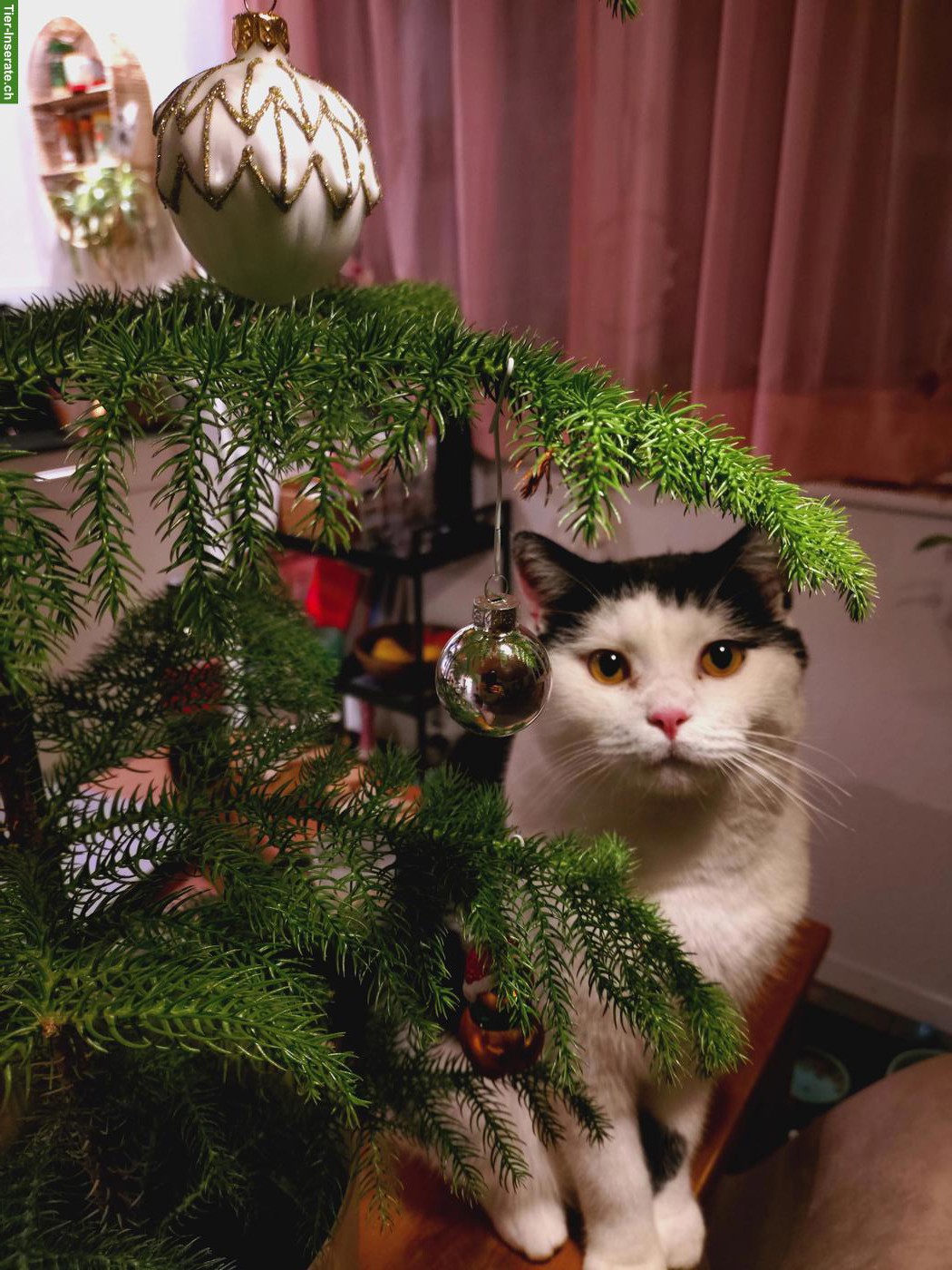Bild 2: Kater Pablo, bald 2-jährig sucht ein neues Zuhause