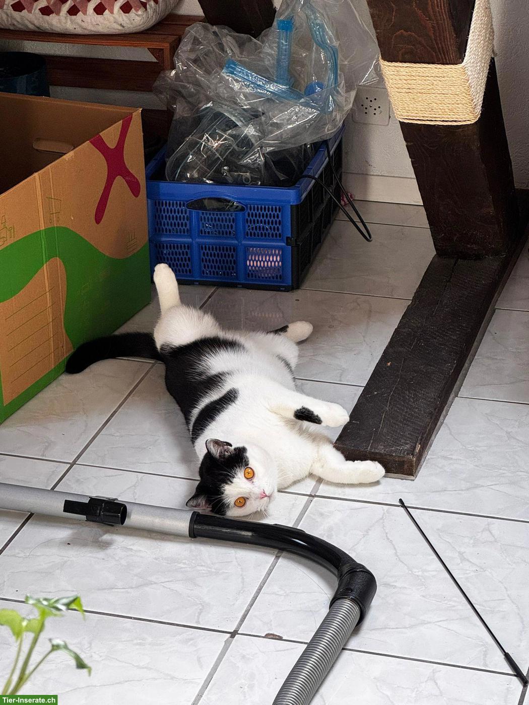 Bild 3: Kater Pablo, bald 2-jährig sucht ein neues Zuhause