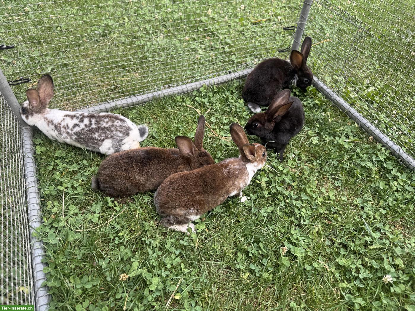 Bild 2: Süsse Kleinrex Kaninchen zu verkaufen