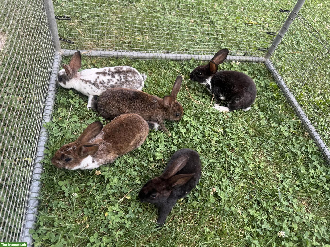 Bild 3: Süsse Kleinrex Kaninchen zu verkaufen