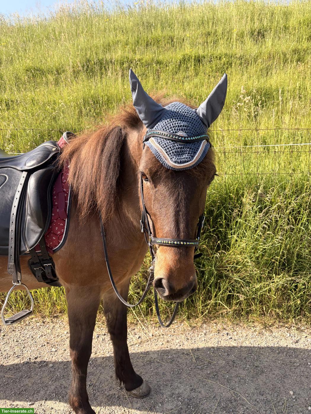 Reitbeteiligung, tolles Islandpony sucht DICH